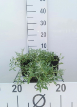 Planten Cerastium tomentosum   pot 9x9 cm  