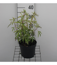 Planten Choisya 'Aztec Pearl'   pot   25 30 cm  