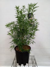 Planten Choisya 'Aztec Pearl'   pot 15L   60 80 cm