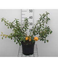 Planten Chaenomeles japonica 'Sargentii'   pot   30 40 cm
