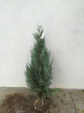 Planten Chamaecyparis lawsoniana 'Columnaris'   aardekluit   100 125 cm