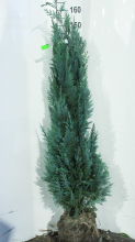 Planten Chamaecyparis lawsoniana 'Columnaris'   aardekluit   125 150 cm