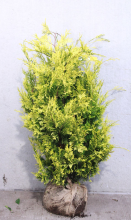 Planten Chamaecyparis lawsoniana 'Ivonne'   aardekluit   100 125 cm