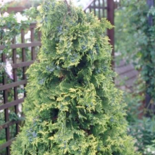 Planten Chamaecyparis lawsoniana 'Stardust'   aardekluit   100 125 cm