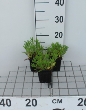 Planten Chamaemelum nobile 'Ligulosum'   pot 9x9 cm (Roomse kamille)  
