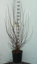 Planten Chimonanthus praecox   pot 18L   125 150 cm