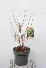 Planten Chimonanthus praecox   pot 12L   80 100 cm