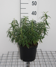 Planten Cistus x purpureus   pot   20 25 cm