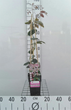 Planten Clematis armandii 'Apple Blossom'   pot   50 60 cm  