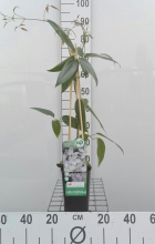 Planten Clematis armandii   pot   50 60 cm  