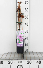 Planten Clematis 'Hagley Hybrid'   pot   50 60 cm  