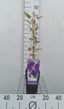 Planten Clematis 'Jackmanii'   pot   50 60 cm  