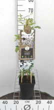 Planten Clematis 'Miss Bateman'   pot   50 60 cm  