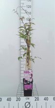 Planten Clematis 'Mayleen'   pot   50 60 cm