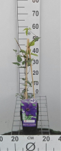 Planten Clematis 'The President'   pot   50 60 cm