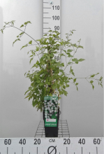 Planten Clematis vitalba   pot   50 60 cm