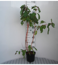 Planten Cornus alba 'Minbat' (Baton Rouge)   pot   40 60 cm  