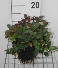 Planten Cornus canadensis   pot   15 20 cm