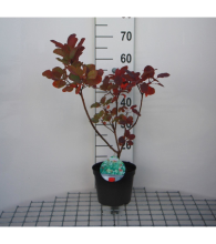 Planten Cotinus coggygria 'Old Fashioned'   pot   40 60 cm