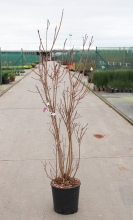Planten Cotinus coggygria 'Royal Purple'   pot 18L   125 150 cm