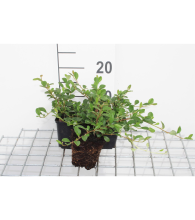 Planten Cotoneaster dammeri   pot 9x9 cm   20 25 cm