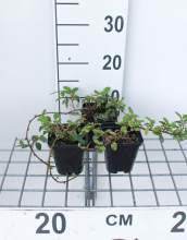 Planten Cotoneaster dammeri 'Major'   pot 9x9 cm   20 25 cm