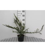 Planten Cotoneaster horizontalis   pot 1,3L   20 25 cm