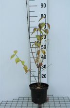Planten Cornus mas   pot   50 60 cm  