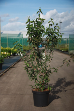Planten Cornus mas   pot 12L   100 125 cm
