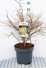 Planten Corylopsis pauciflora   pot 12L   60 80 cm