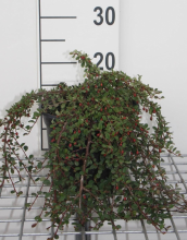 Planten Cotoneaster procumbens 'Streib's Findling'   pot 3L   30 40 cm