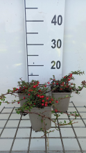 Planten Cotoneaster procumbens 'Streib's Findling'   pot 9x9 cm   15 20 cm  