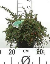 Planten Cotoneaster procumbens 'Streib's Findling'   pot 1,3L   15 20 cm