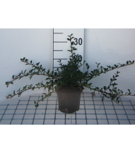 Planten Cotoneaster radicans 'Eichholz'   pot 1,3L   20 30 cm