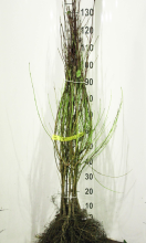 Planten Cornus sanguinea   blote wortel   60 90 cm   3 5 takken
