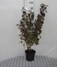 Planten Cornus sanguinea   pot 2L   40 60 cm