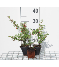 Planten Cotoneaster x suecicus 'Coral Beauty'   pot 9x9 cm   20 25 cm