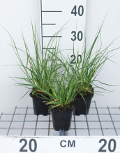 Planten Cortaderia selloana 'Pumila'   pot 9x9 cm  