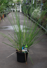 Planten Cortaderia selloana 'Pumila'   pot 3L  