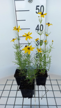 Planten Coreopsis verticillata 'Grandiflora'   pot 9x9 cm