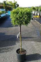 Planten Cryptomeria japonica 'Globosa Nana'   pot 18L   halfstam boom