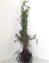 Planten Crataegus monogyna   blote wortel   60 90 cm  