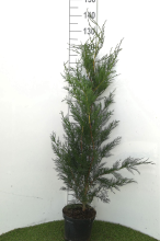 Planten x Cupressocyparis leylandii '2001'   pot   80 100 cm