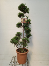 Planten x Cupressocyparis leylandii 'Castlewellan'   pot 14L   100 125 cm   pompon