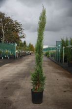 Planten Cupressus sempervirens 'Stricta'   pot 10L   100 125 cm