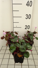 Planten Cyclamen coum   pot 9x9 cm  