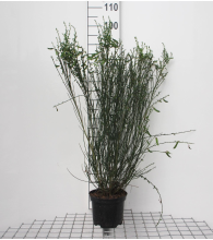 Planten Cytisus 'Goldfinch'   pot   40 60 cm