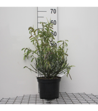 Planten Cytisus 'Golden Sunlight'   pot   40 60 cm