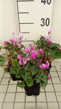 Planten Cyclamen hederifolium 'Rose Pearls'   pot 9x9 cm  