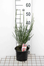 Planten Cytisus 'Lena'   pot   40 60 cm